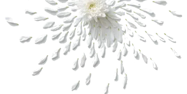 A white chrysanthemum flower with its petals dispersing, creating a dynamic and contrasting effect.