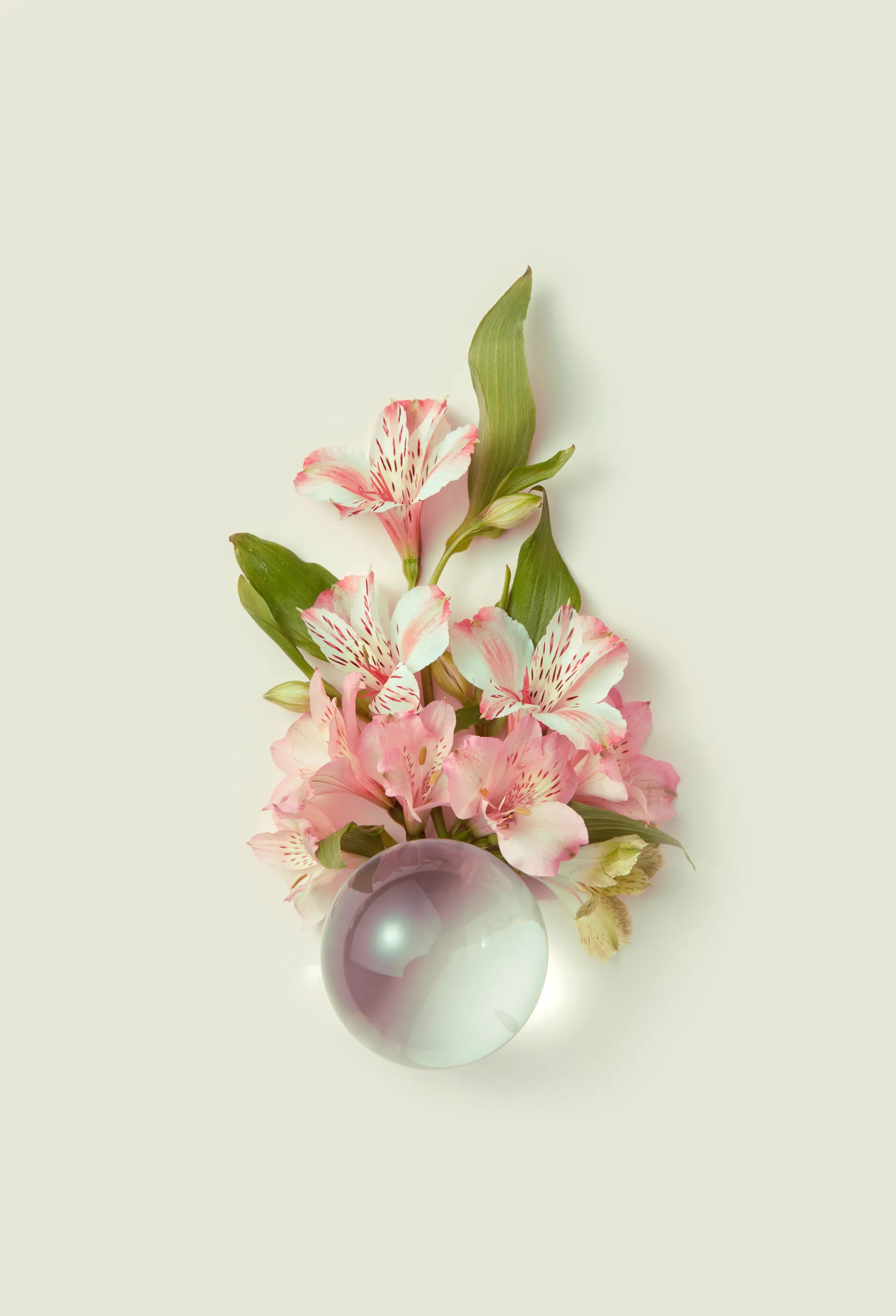 Alstroemeria flowers with pink petals and intricate markings, partially magnified by a glass ball on a pale background.