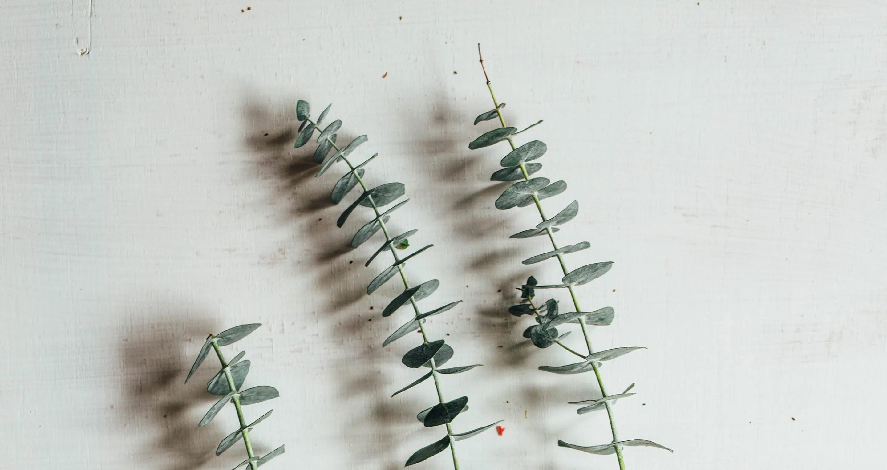 Four eucalyptus branches arranged on a white background with visible shadows.
