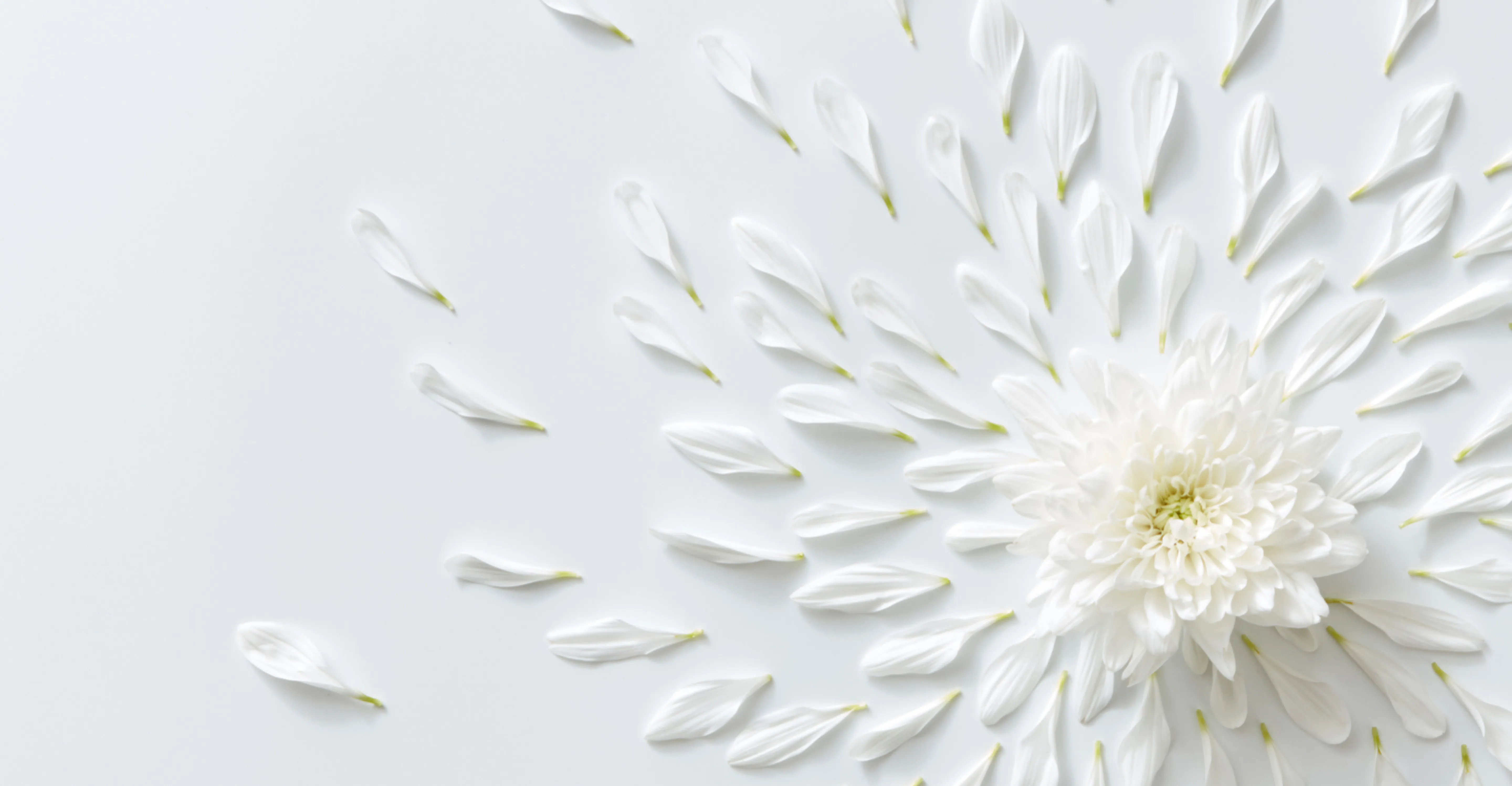 A white flower