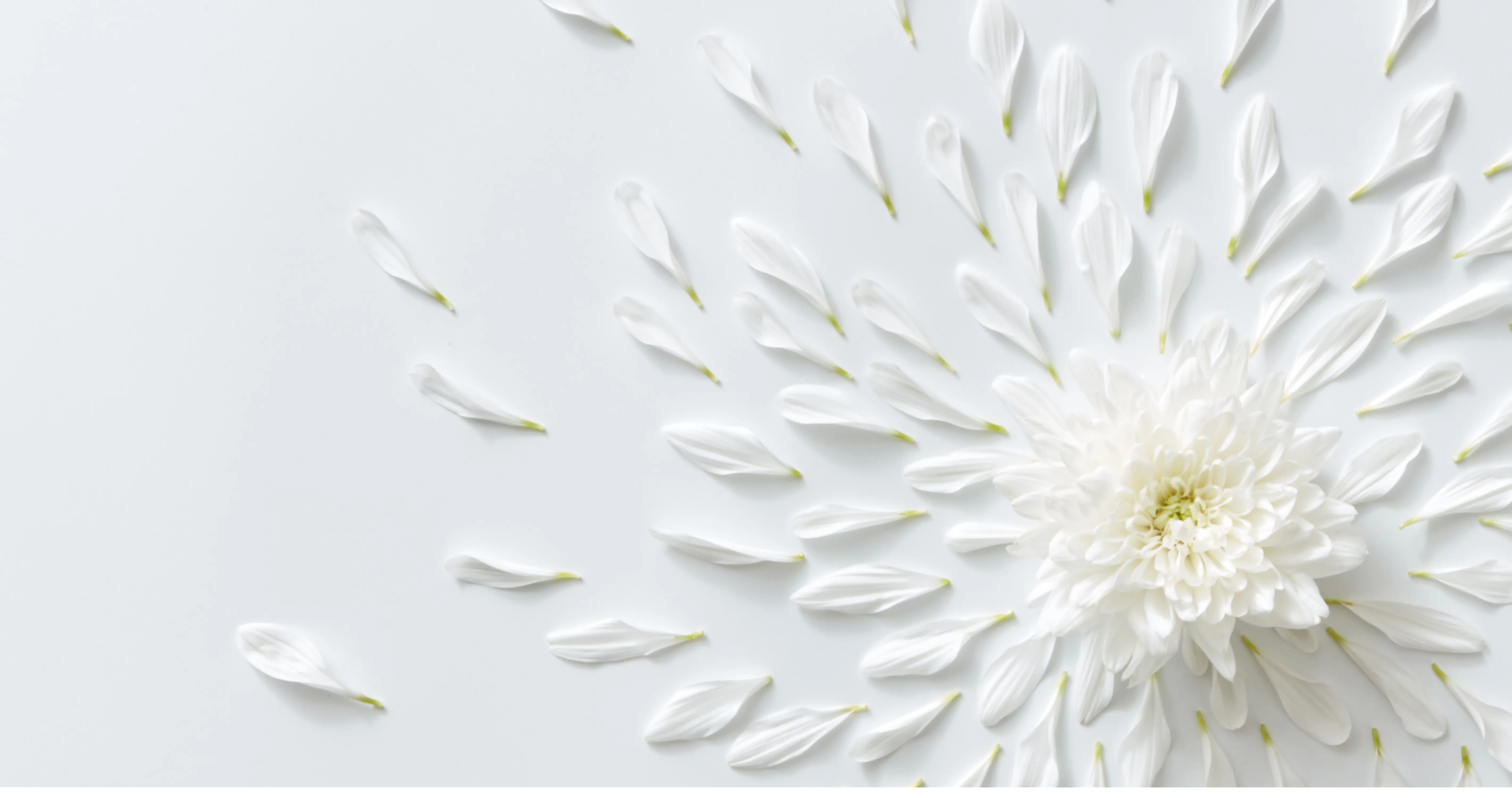 A white flower
