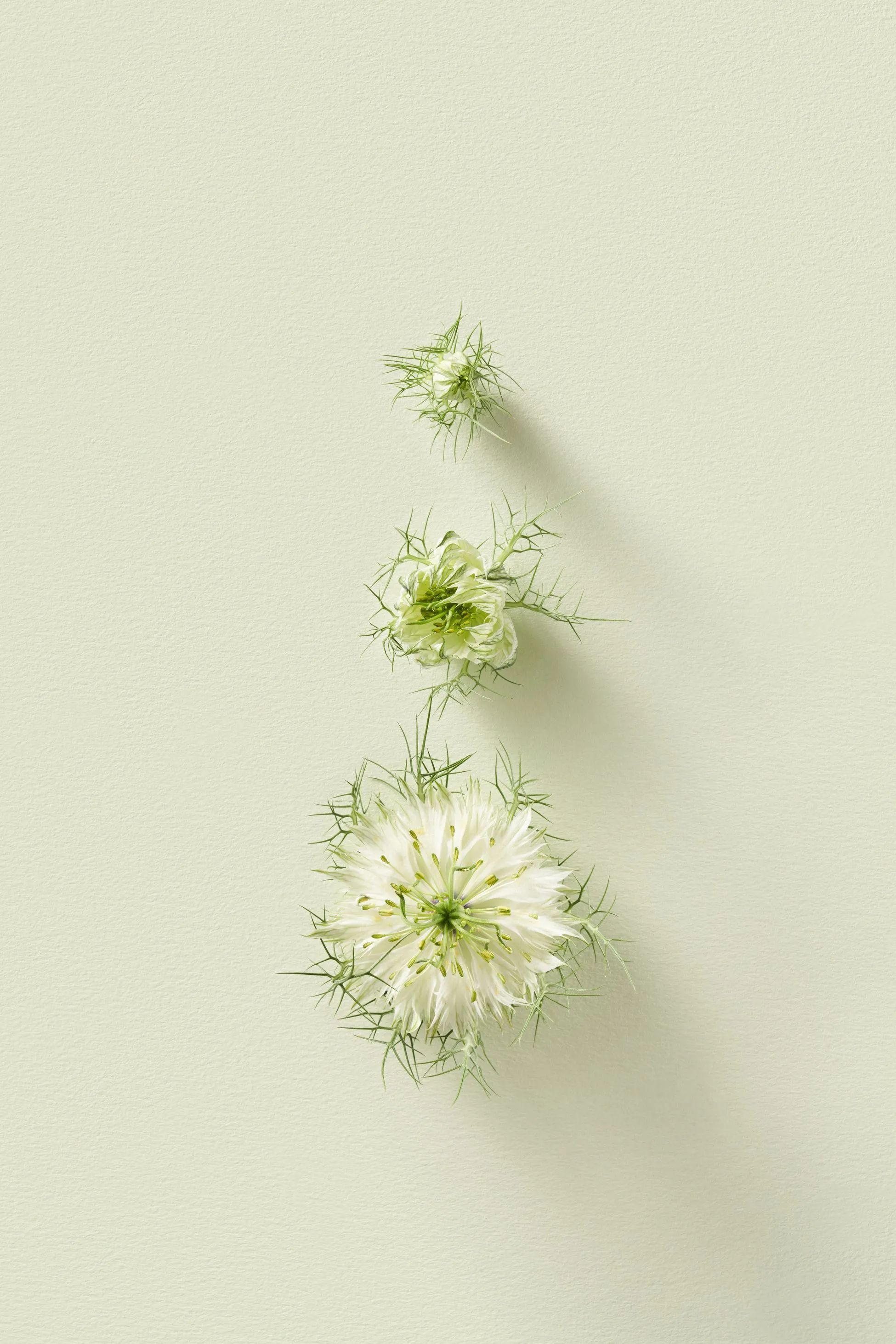 Three stages of nigella plant growth