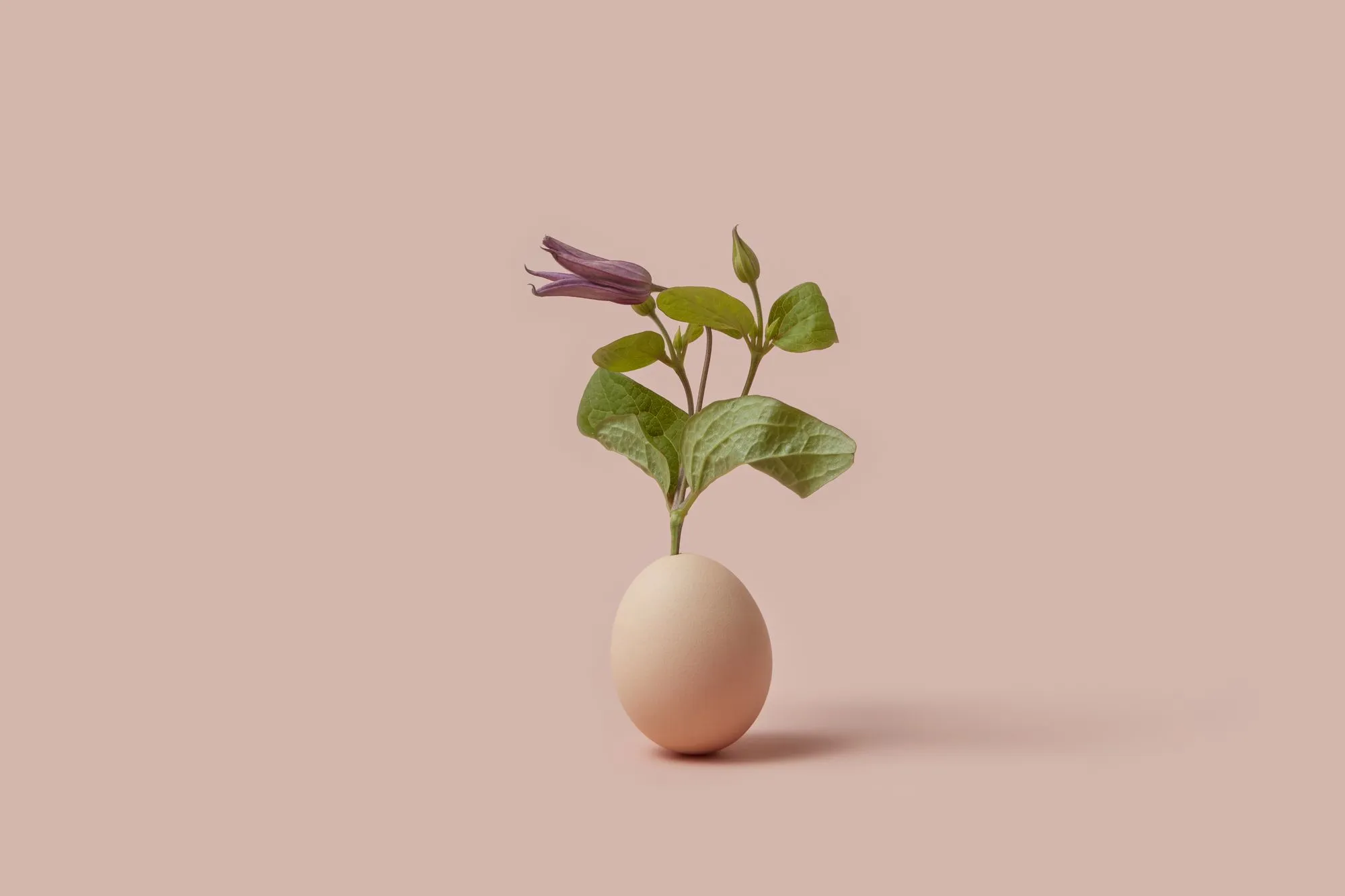How Egg Donation Works: A Step-by-Step Guide